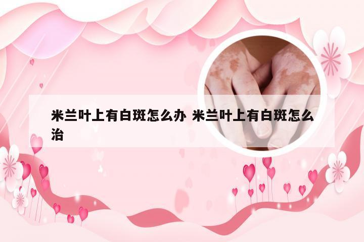 米兰叶上有白斑怎么办 米兰叶上有白斑怎么治