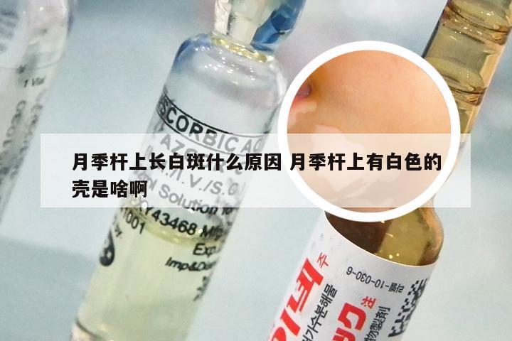 月季杆上长白斑什么原因 月季杆上有白色的壳是啥啊