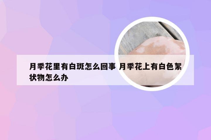 月季花里有白斑怎么回事 月季花上有白色絮状物怎么办