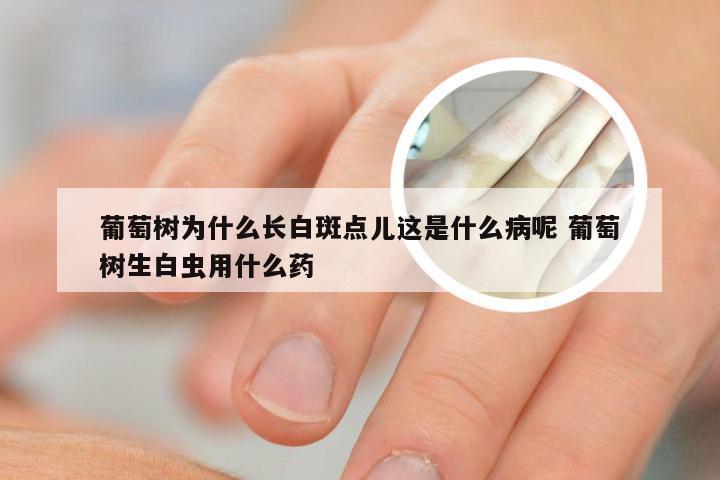 葡萄树为什么长白斑点儿这是什么病呢 葡萄树生白虫用什么药